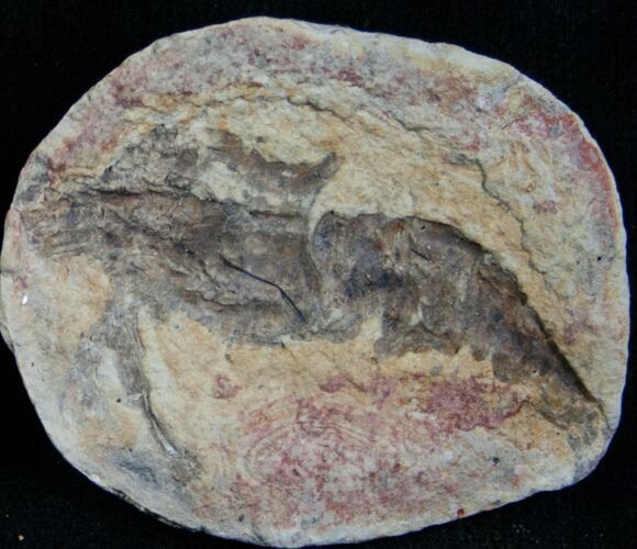 Triassic Fossil Shrimp From Madagascar #7265